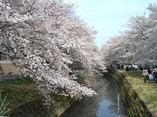 桜ヶ丘の千本桜　ドミールエス