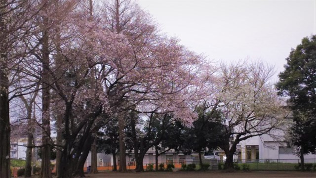 大和市　桜