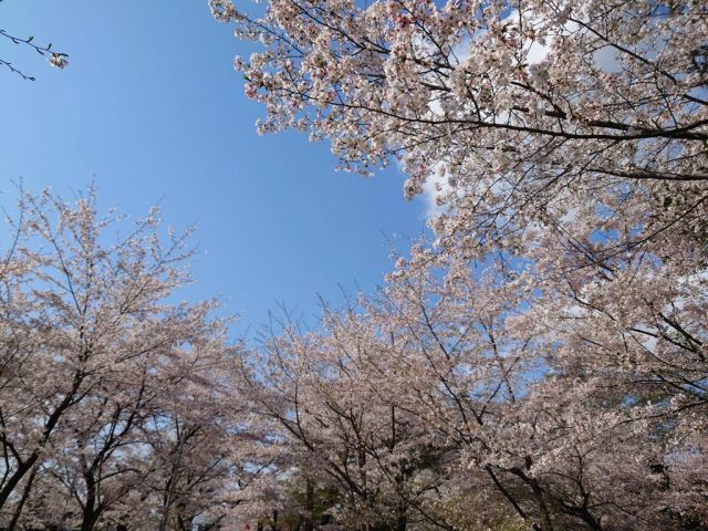 大和市　桜