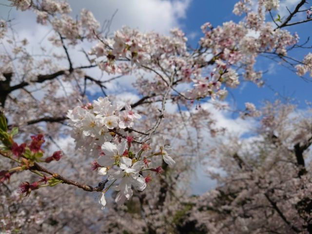 大和市　桜