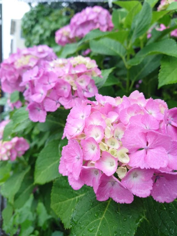 紫陽花　神奈川県