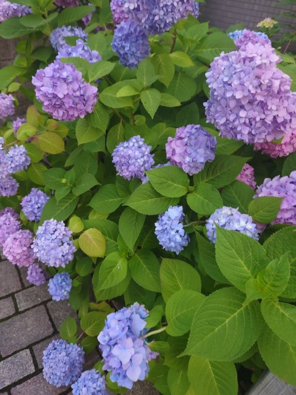 紫陽花　大和市