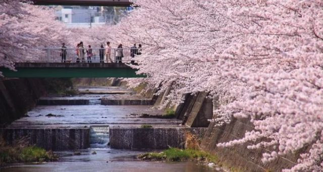 恩田川　桜