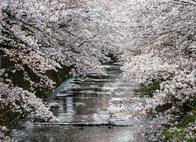 恩田川　桜