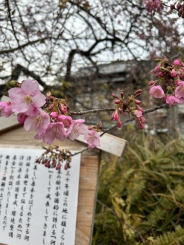 河津桜