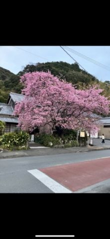 河津桜