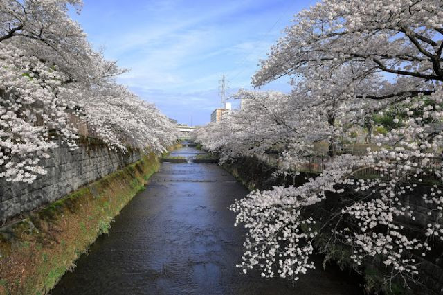 恩田川　桜