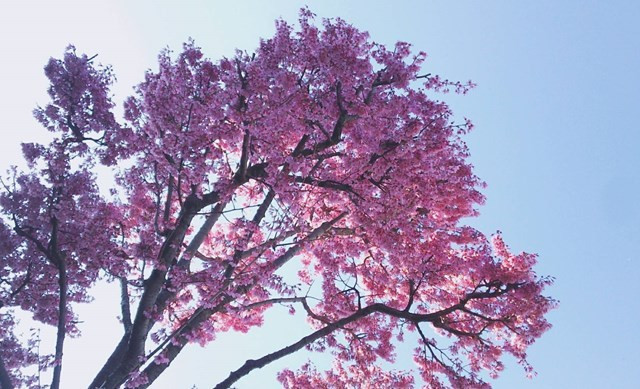 大和市　桜　紅李　ベニスモモ