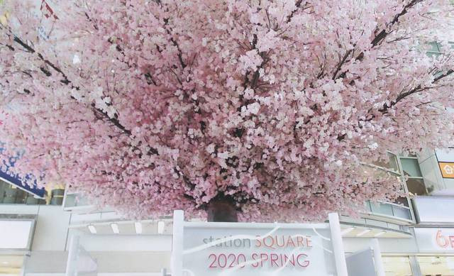 相模大野駅　桜