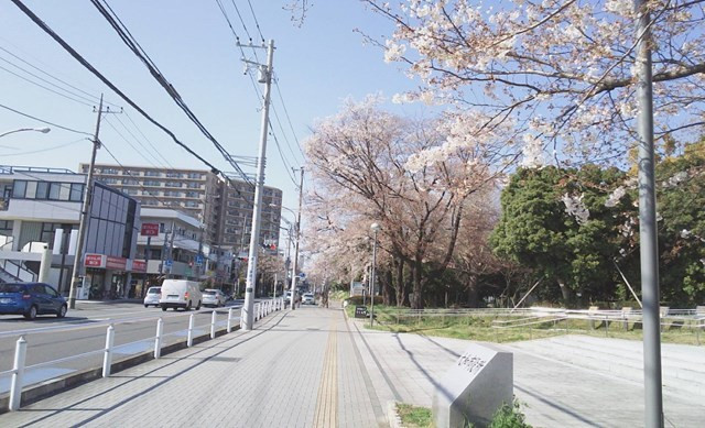 大和市役所　桜