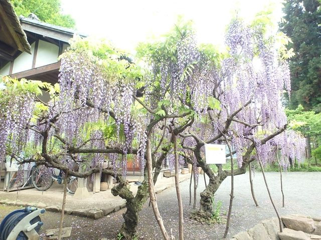 大和郷土民家園　藤の花　泉の森