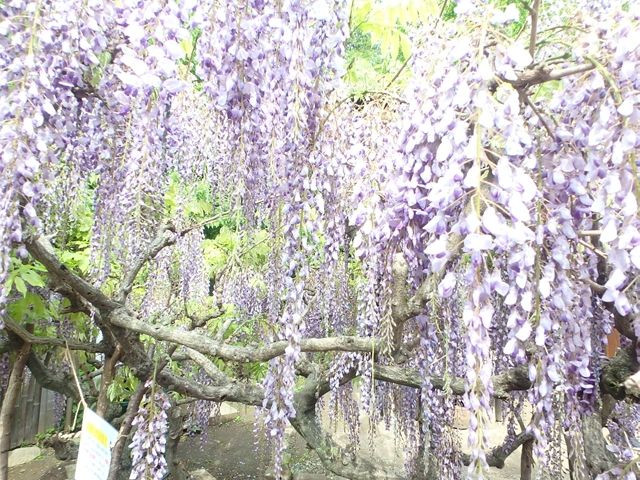 泉の森　藤の花　大和郷土民家園