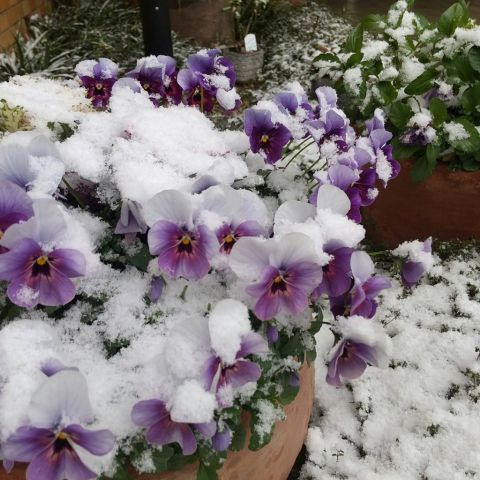 大和市　雪