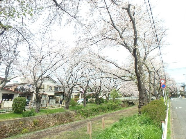 引地川　桜