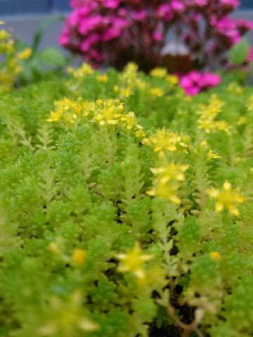 万年草